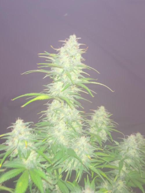 StrawBerry Gorilla RF3