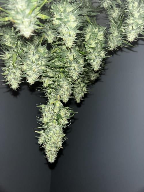StrawBerry Gorilla RF3. Week 12