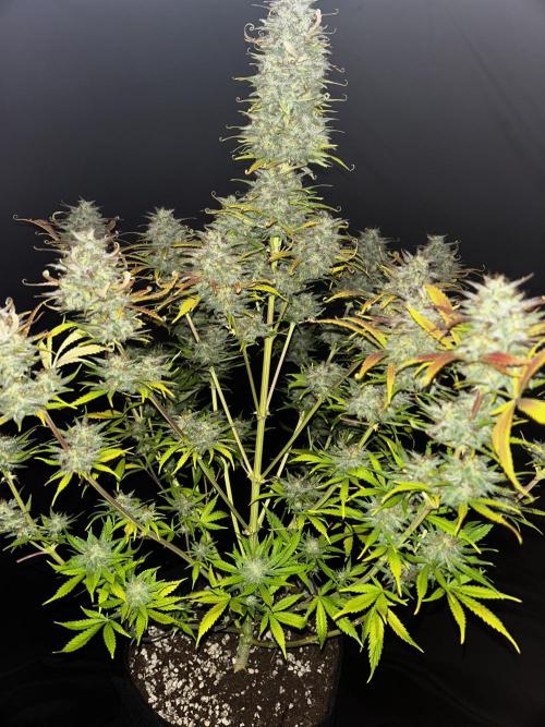 Apple Strudel Auto. Week 13