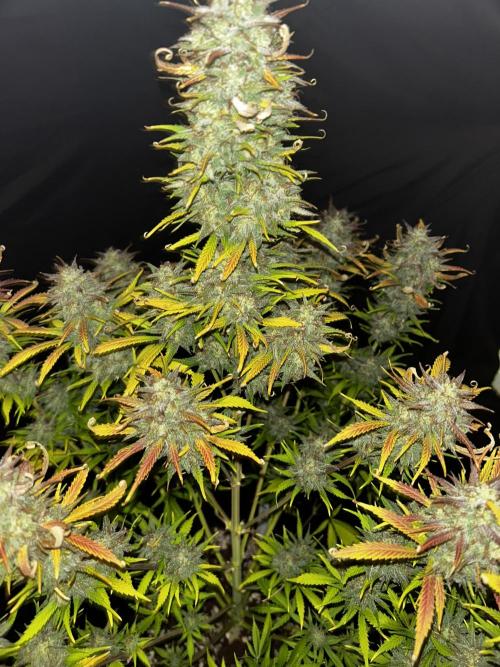 Apple Strudel Auto. Week 13