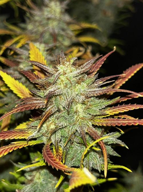 Apple Strudel Auto. Week 13