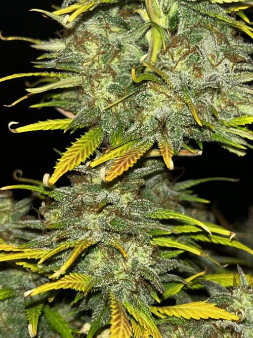 Apple Strudel Auto. Week 13