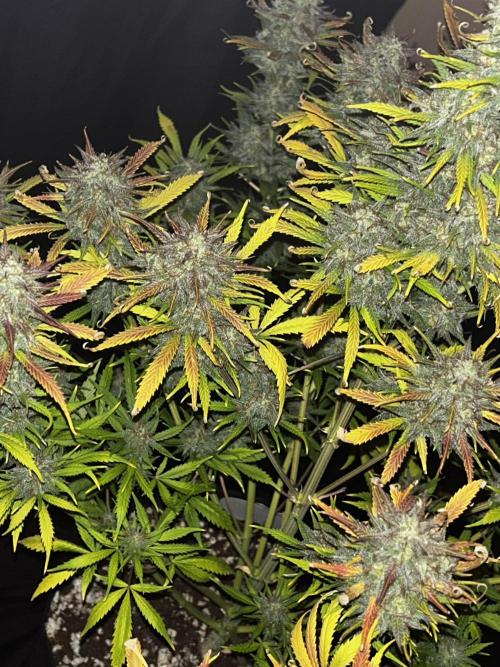 Apple Strudel Auto. Week 13