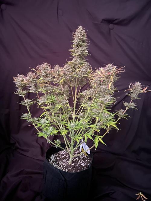 Apple Strudel Auto. Week 13