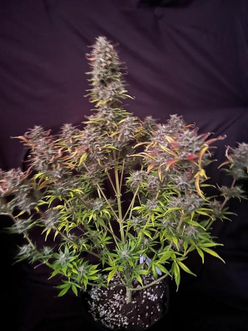 Apple Strudel Auto. Week 13