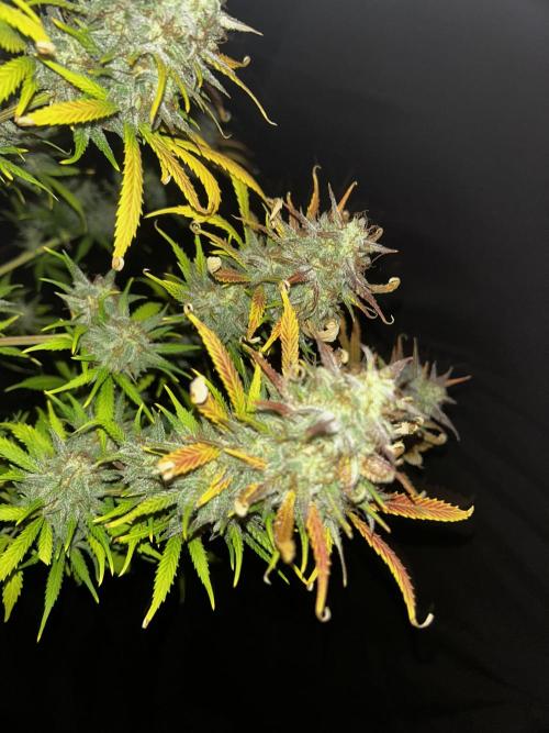 Apple Strudel Auto. Week 13