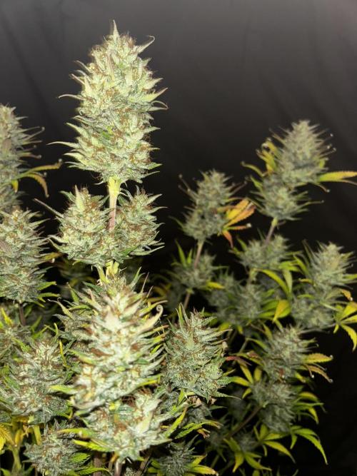 Apple Strudel Auto. Week 13