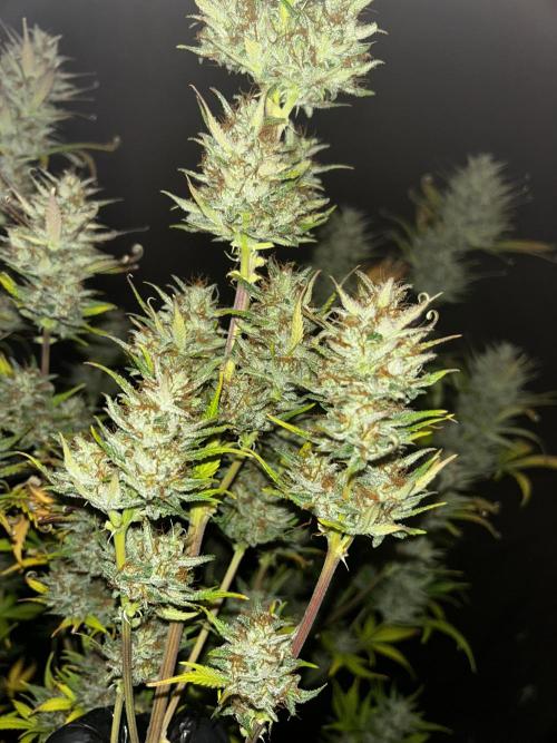 Apple Strudel Auto. Week 13