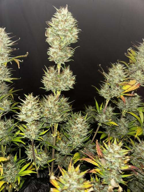 Apple Strudel Auto. Week 13