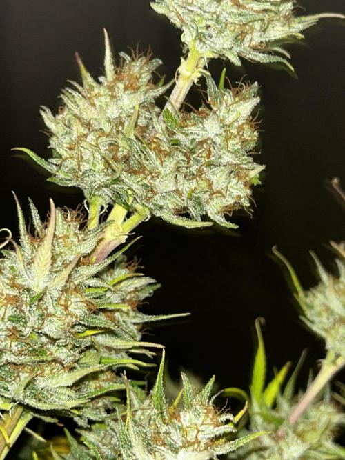 Apple Strudel Auto. Week 13