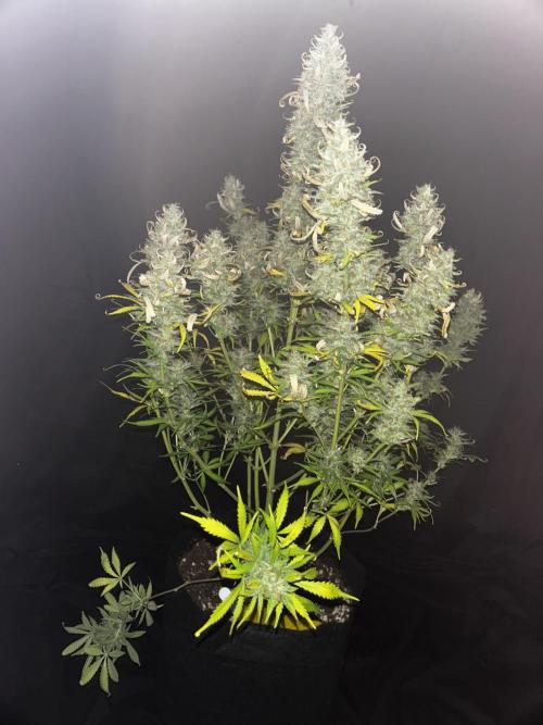 Apple Strudel Auto. Week 13