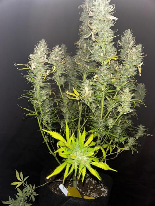 Apple Strudel Auto. Week 13