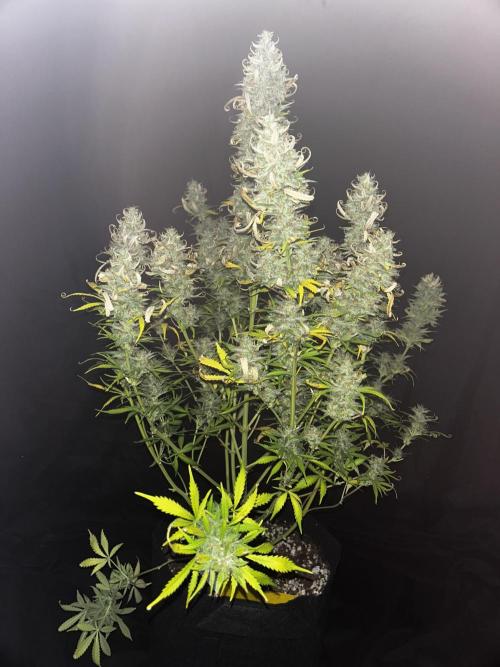 Apple Strudel Auto. Week 13