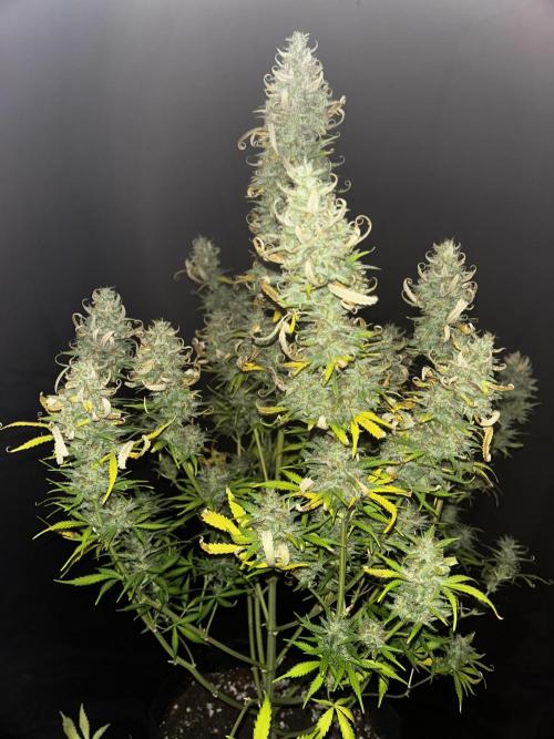 Apple Strudel Auto. Week 13