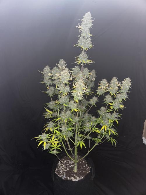 Apple Strudel Auto. Week 13