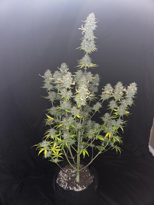 Apple Strudel Auto. Week 13