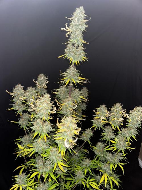 Apple Strudel Auto. Week 13
