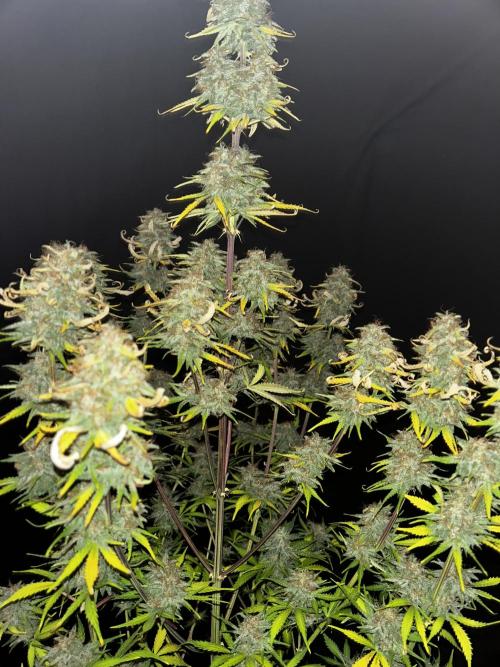 Apple Strudel Auto. Week 13
