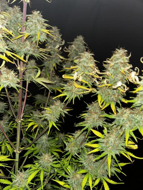 Apple Strudel Auto. Week 13