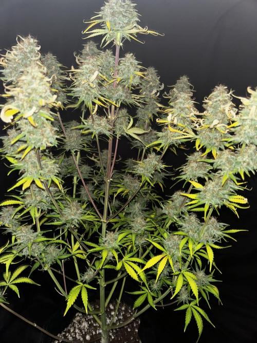 Apple Strudel Auto. Week 13
