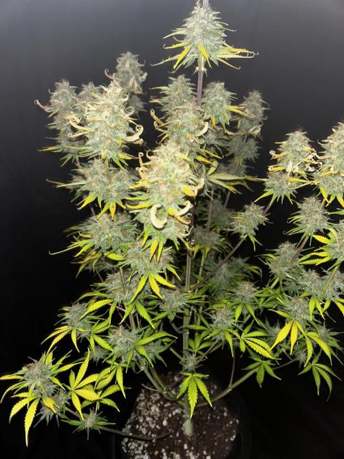 Apple Strudel Auto. Week 13