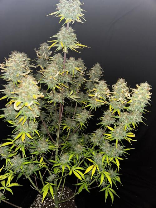 Apple Strudel Auto. Week 13