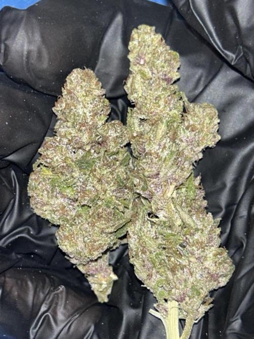 StrawBerry Gorilla RF3. Week 12