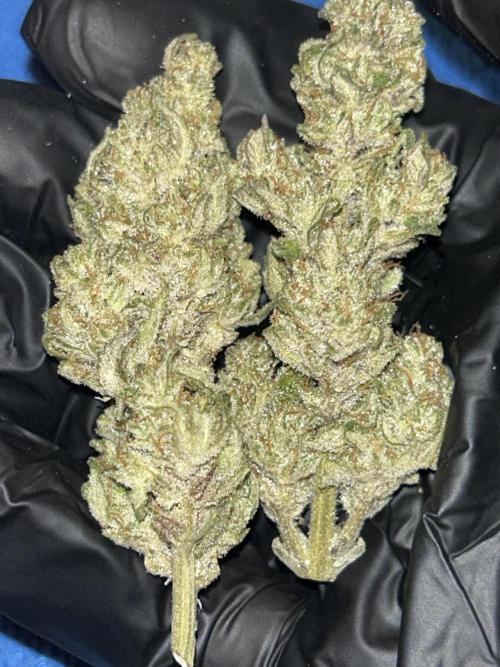 StrawBerry Gorilla RF3. Week 12