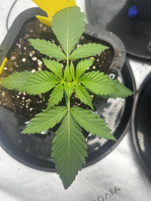 GrapeZ. Week 2