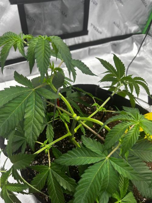 GrapeZ. Week 6