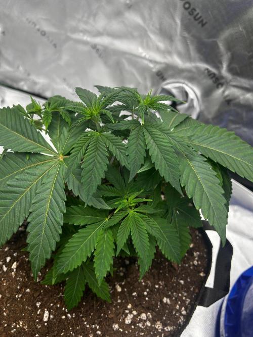 GrapeZ. Week 6