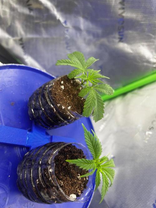 Grape Zushi. Week 6