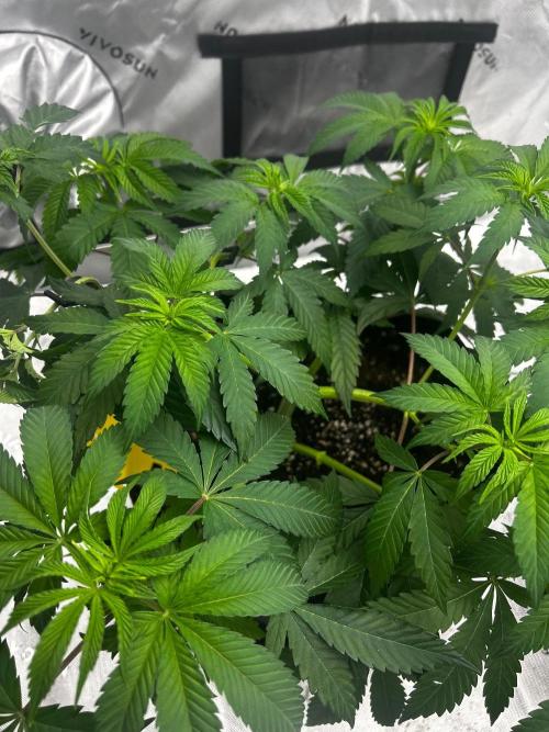 GrapeZ. Week 7
