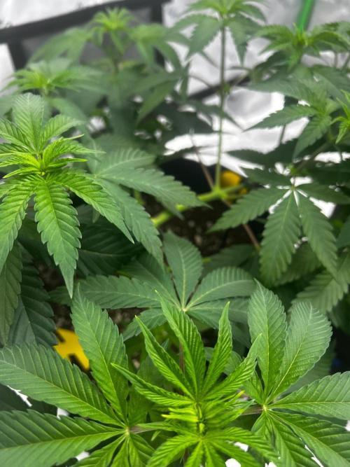 GrapeZ. Week 7