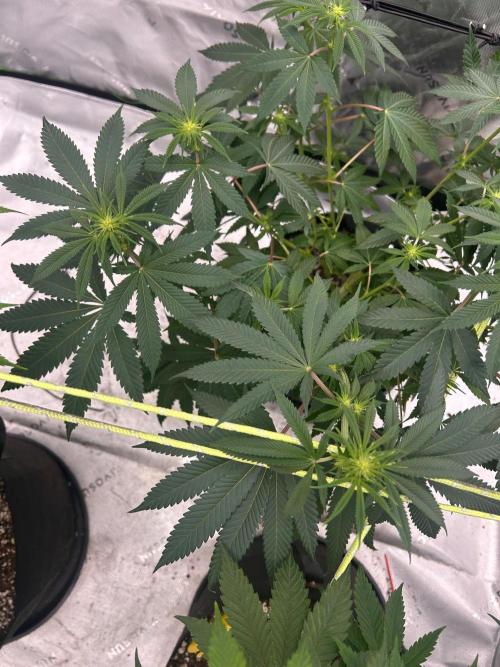 GrapeZ. Week 3
