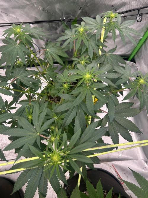 GrapeZ. Week 3