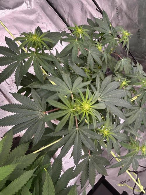 GrapeZ. Week 3