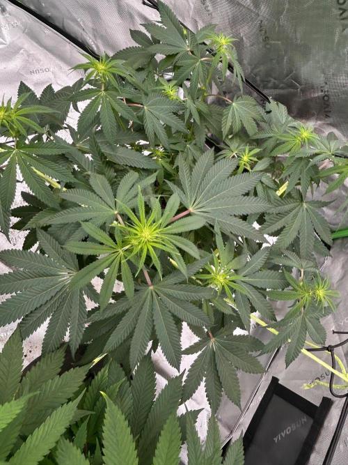 GrapeZ. Week 3