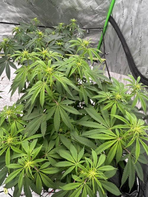 GrapeZ. Week 3