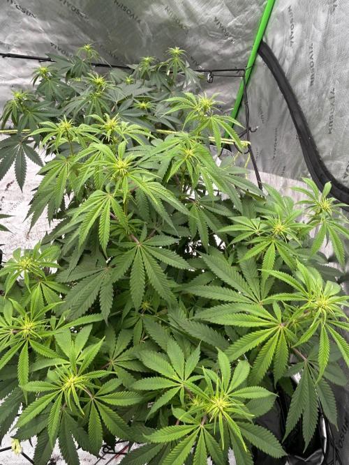 GrapeZ. Week 3