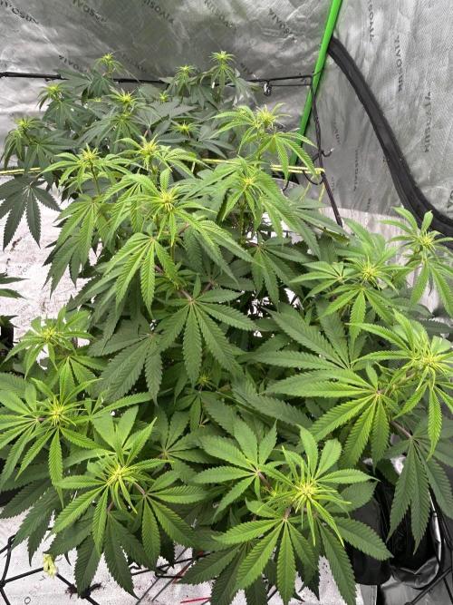 GrapeZ. Week 3