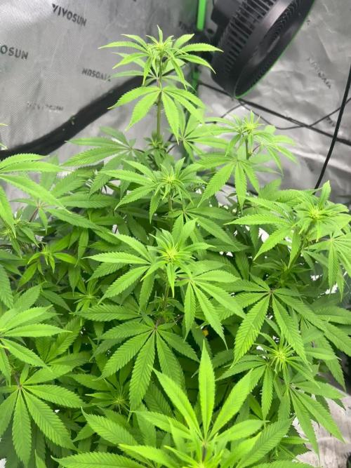 Grape Zushi. Week 3