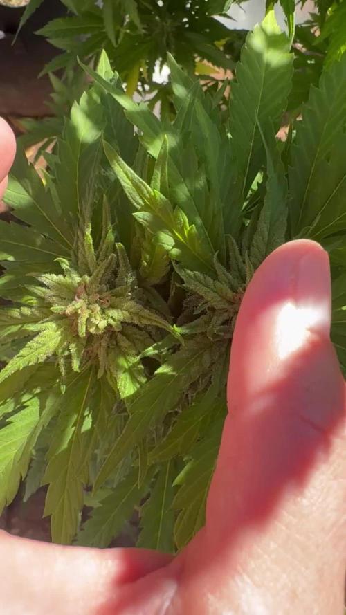 Organic Papaya Sherbet