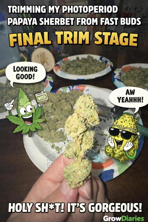 Organic Papaya Sherbet. Week 9