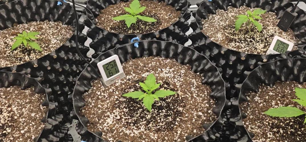 Milky way F1 & OG Kush (first grow :D )