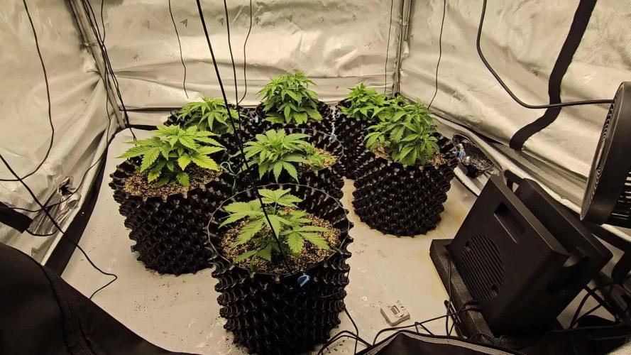 Milky way F1 & OG Kush (first grow :D )