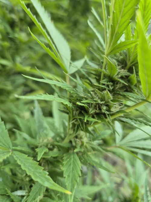 Breaking the ICE First Photo Outdoor run. Week 20