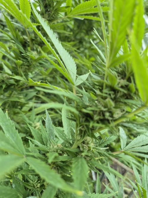 Breaking the ICE First Photo Outdoor run. Week 20