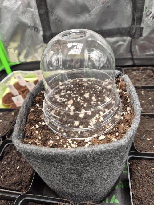 Just another lemon tree (Cana edition). Week 0