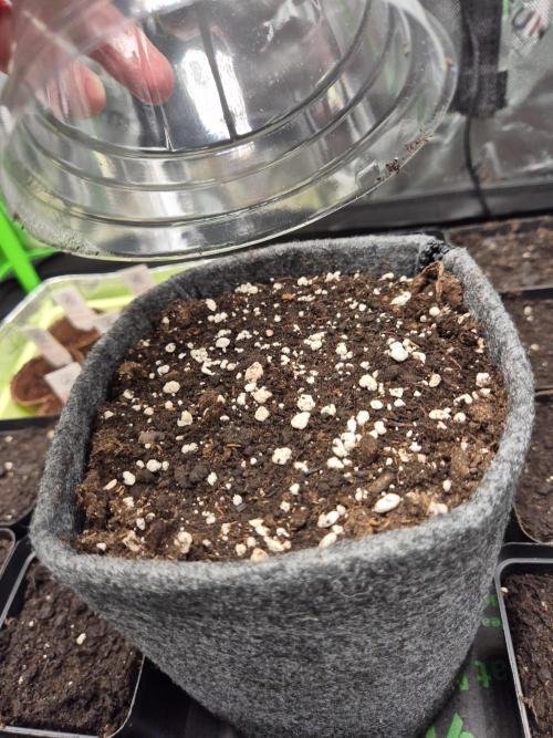 Just another lemon tree (Cana edition). Week 0